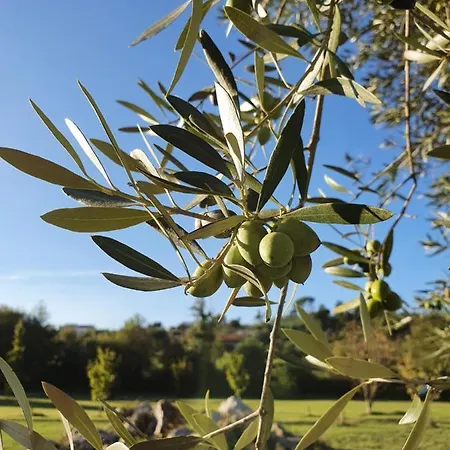 Quinta Rio De Oliveira * Covas (Coimbra)