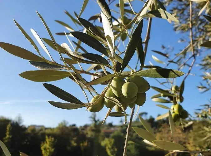 Quinta Rio De Oliveira * Covas (Coimbra)