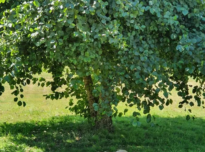 Quinta Rio De Oliveira Covas (Coimbra)