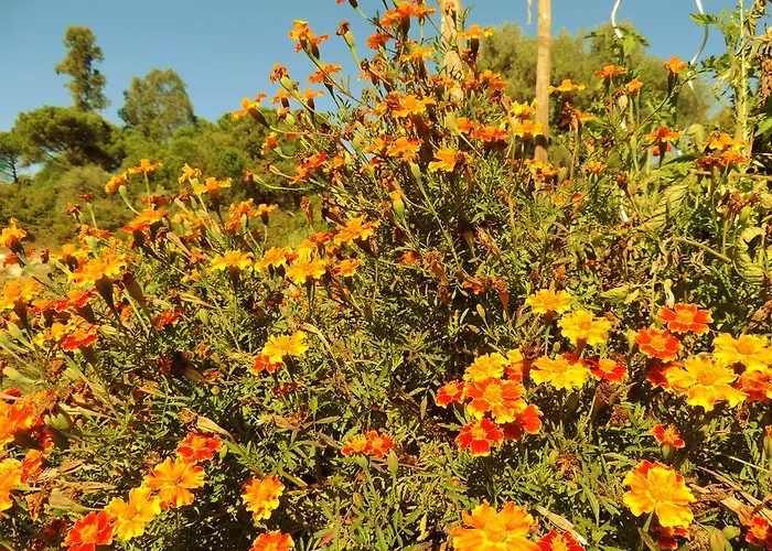 Quinta Rio De Oliveira Casa de Férias Covas (Coimbra)